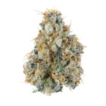 Buy Gary Payton Strain in Australia