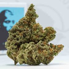 Afghani Kush strain Australia